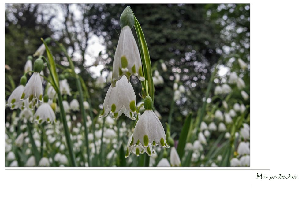 Frühlingsknotenblume