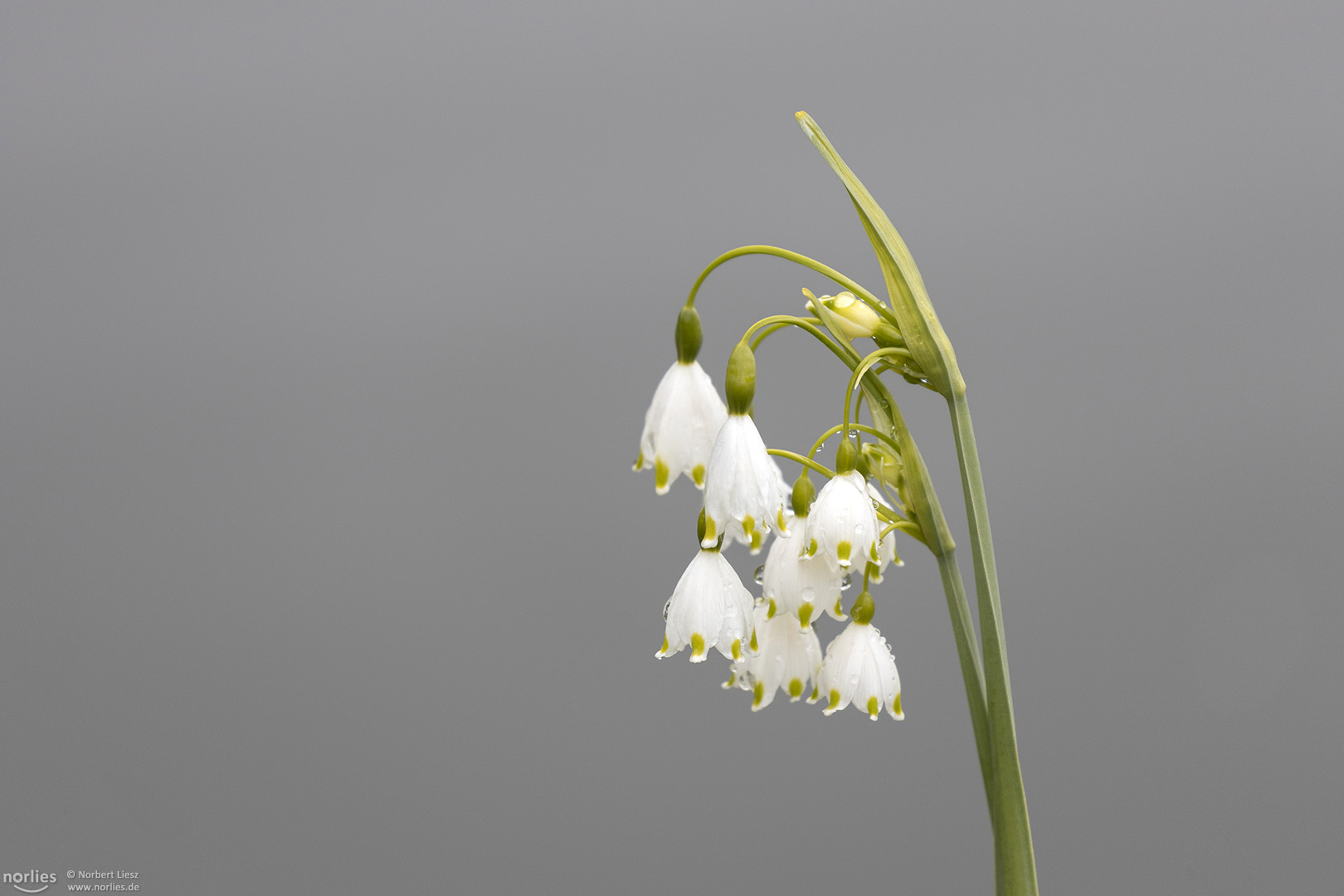 Frühlingsknotenblume