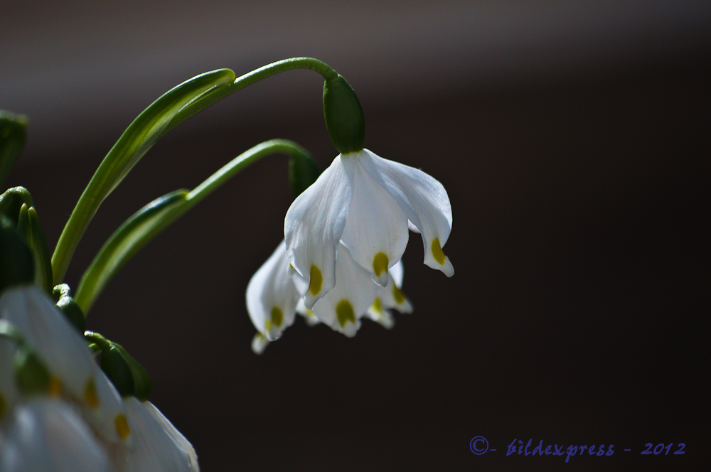 Frühlingsknotenblume