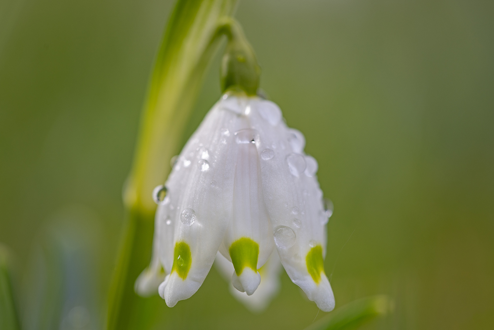 Frühlingsknotenblume