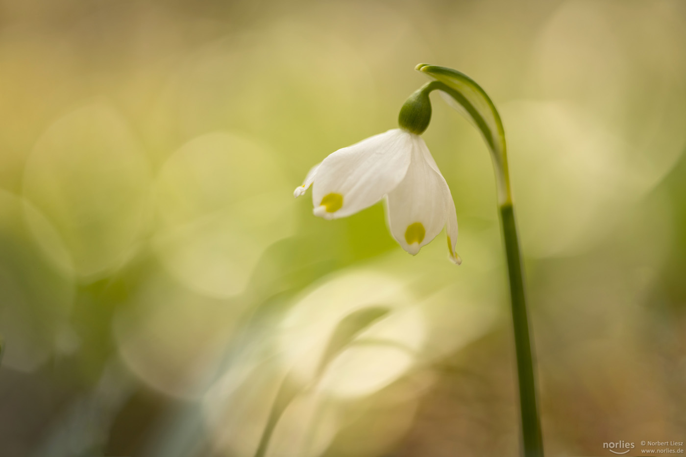 Frühlingsknotenblume