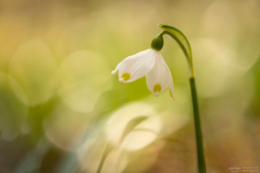 Frühlingsknotenblume