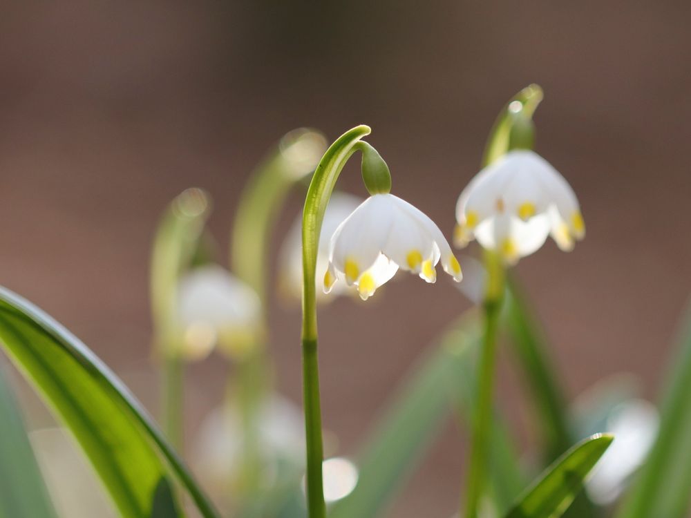 Frühlingsknotenblume