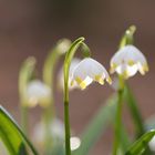 Frühlingsknotenblume