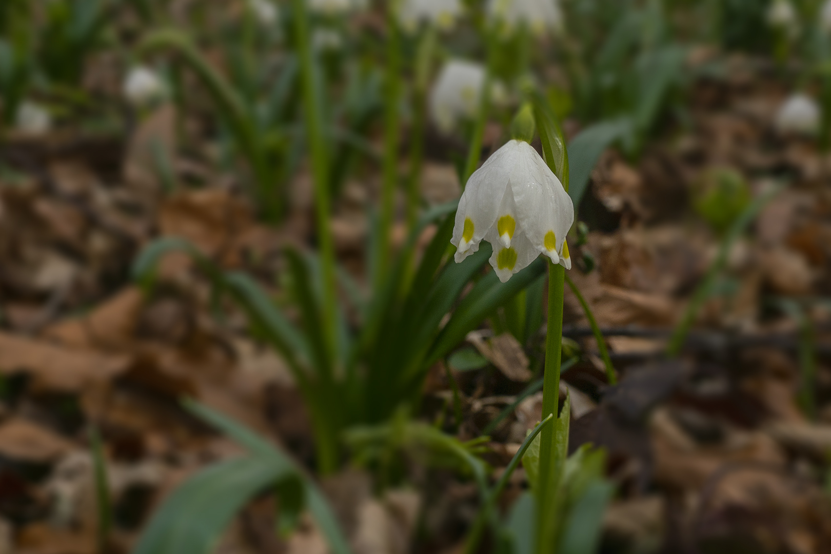 Frühlingsknotenblume