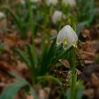 Frühlingsknotenblume