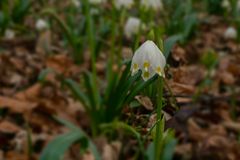 Frühlingsknotenblume