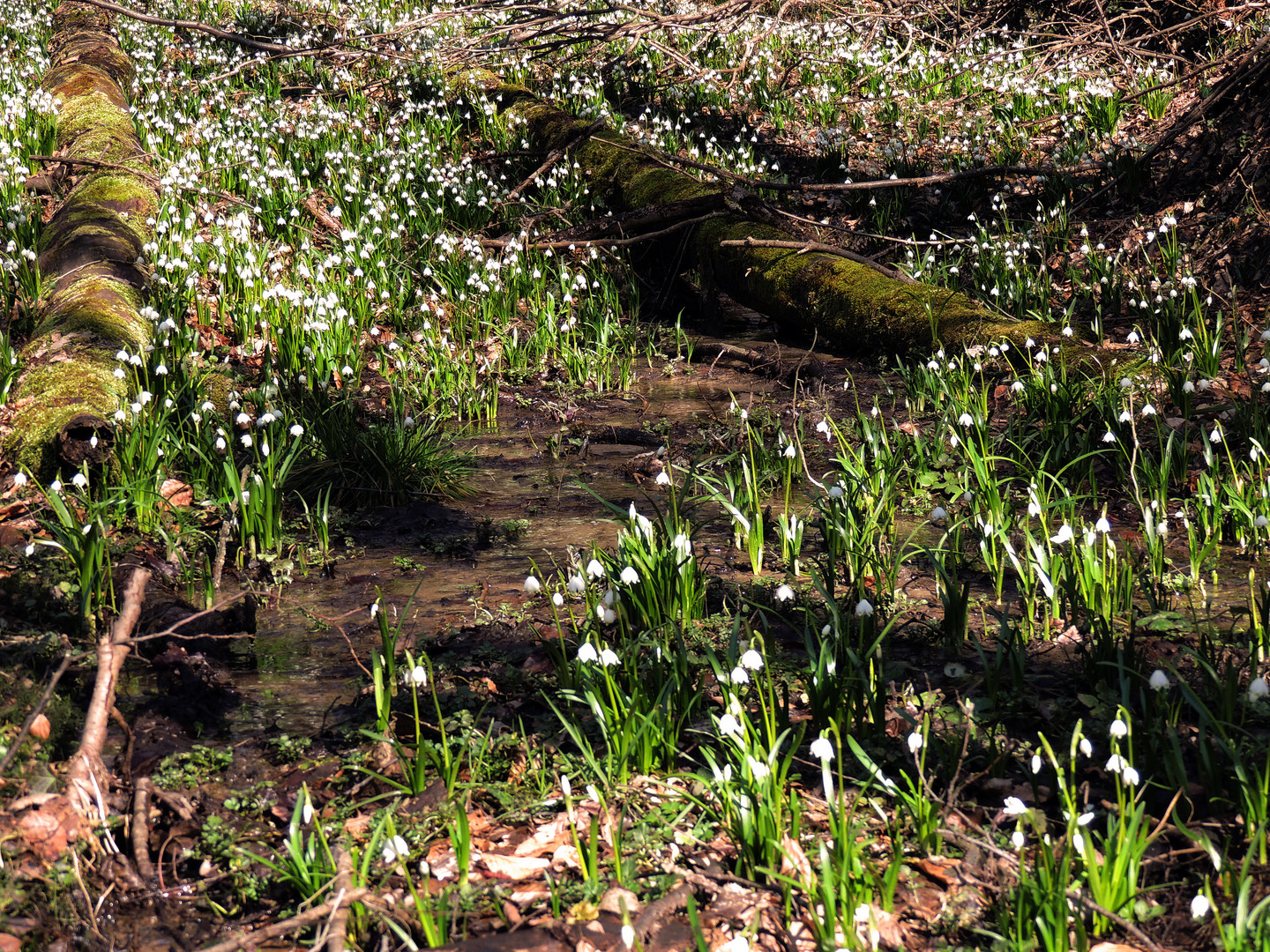 Frühlingsknotenblume