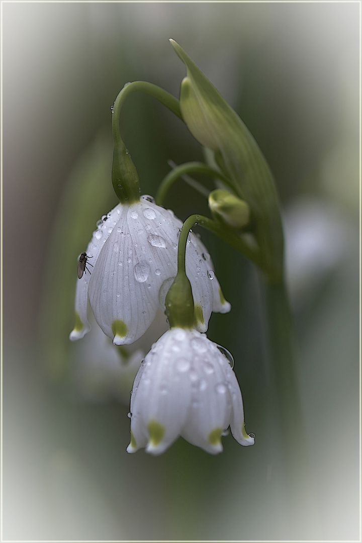 °Frühlingsknotenblume°