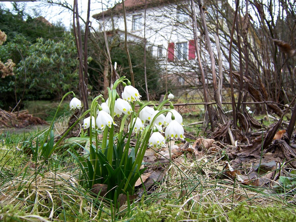 Frühlingsknotenblume