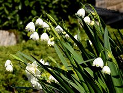 Frühlingsknotenblume