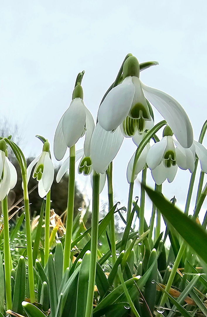 Frühlingsknotenblume