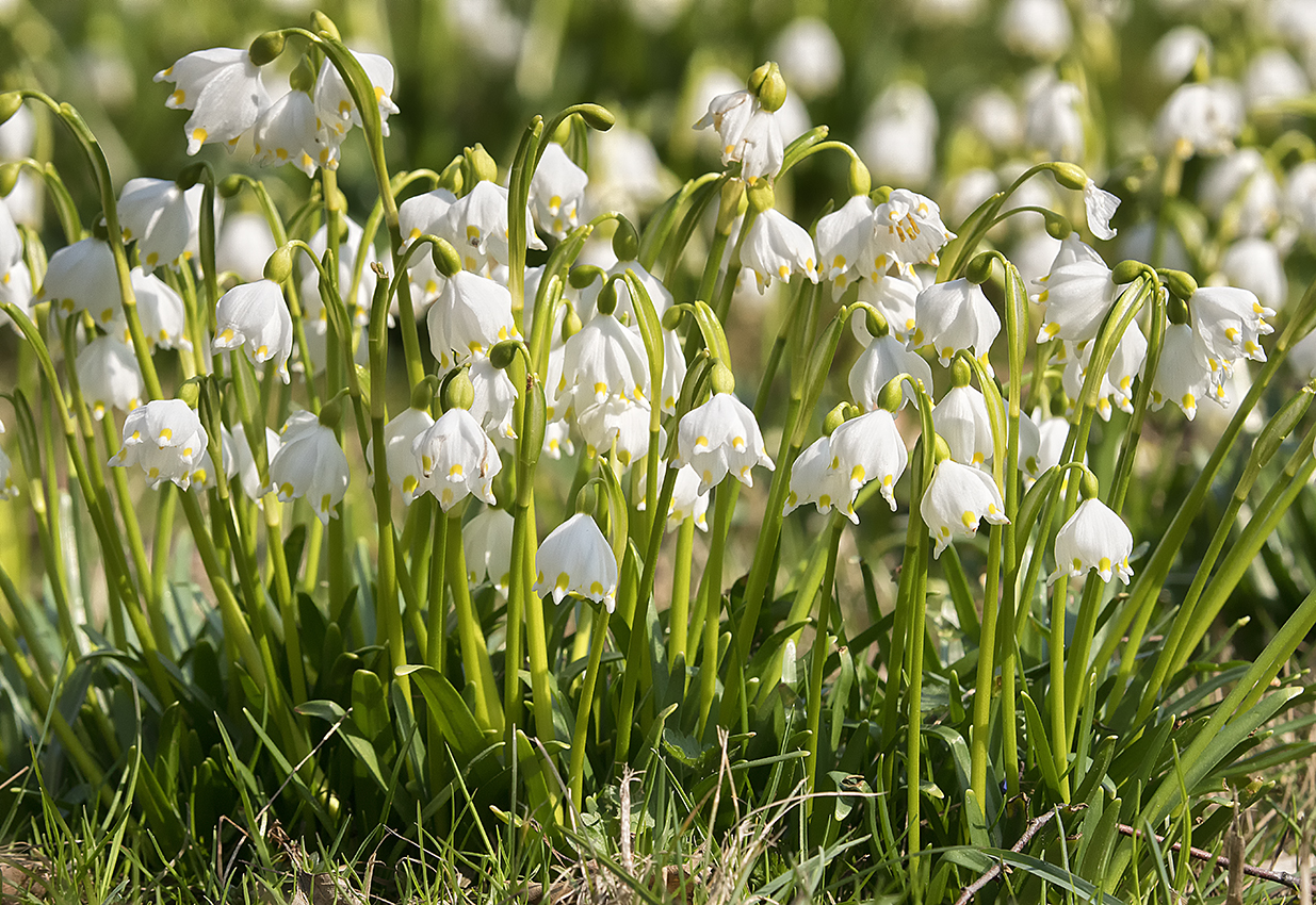 Frühlingsknotenblume