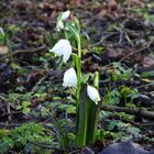 Frühlingsknotenblume