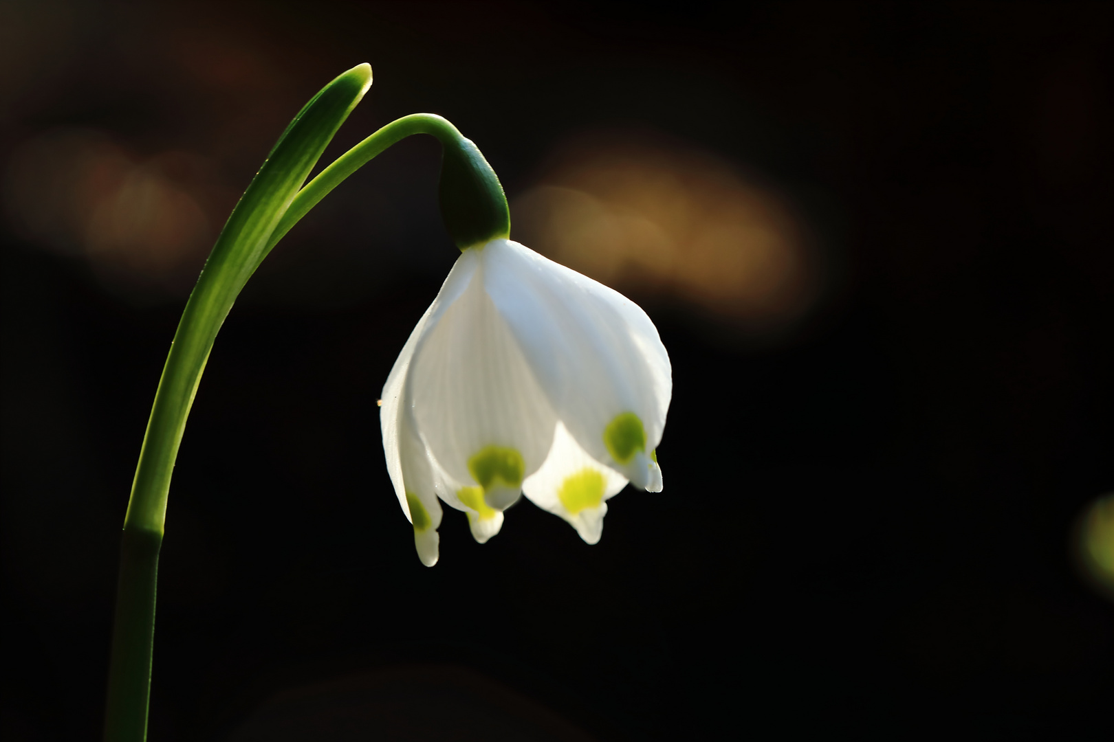 Frühlingsknotenblume