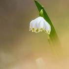 Frühlingsknotenblume