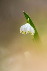 Frühlingsknotenblume