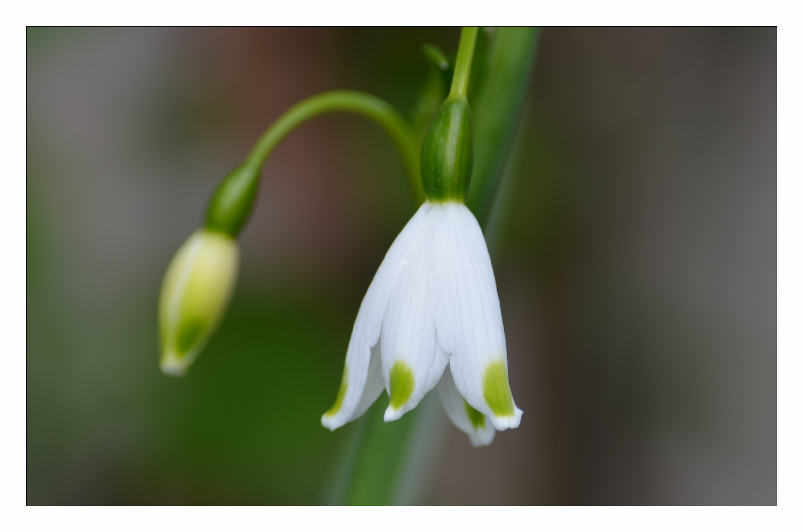 Frühlingsknotenblume