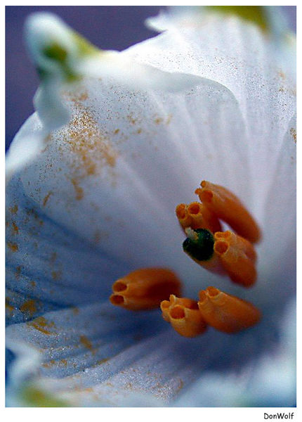 Frühlingsknotenblume im Makrokosmos 2