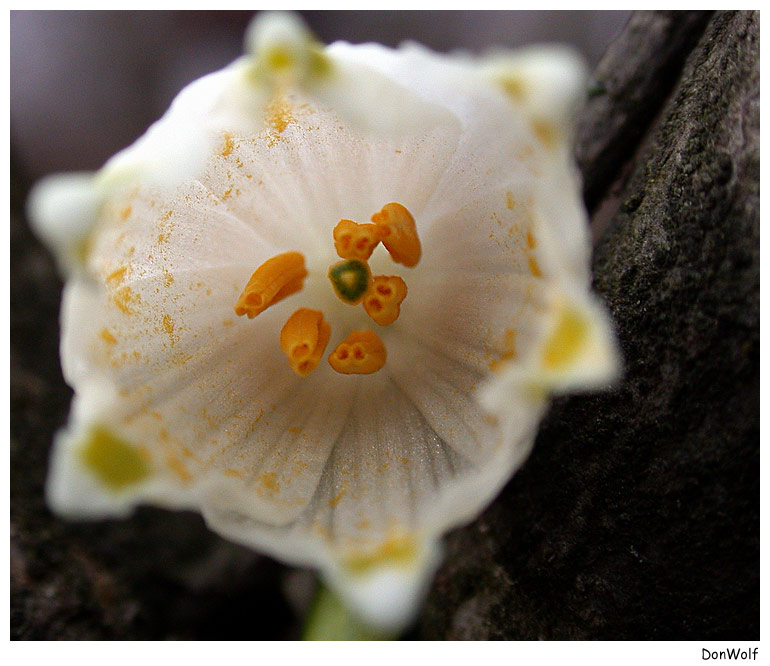 Frühlingsknotenblume im Makrokosmos