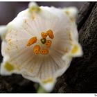 Frühlingsknotenblume im Makrokosmos