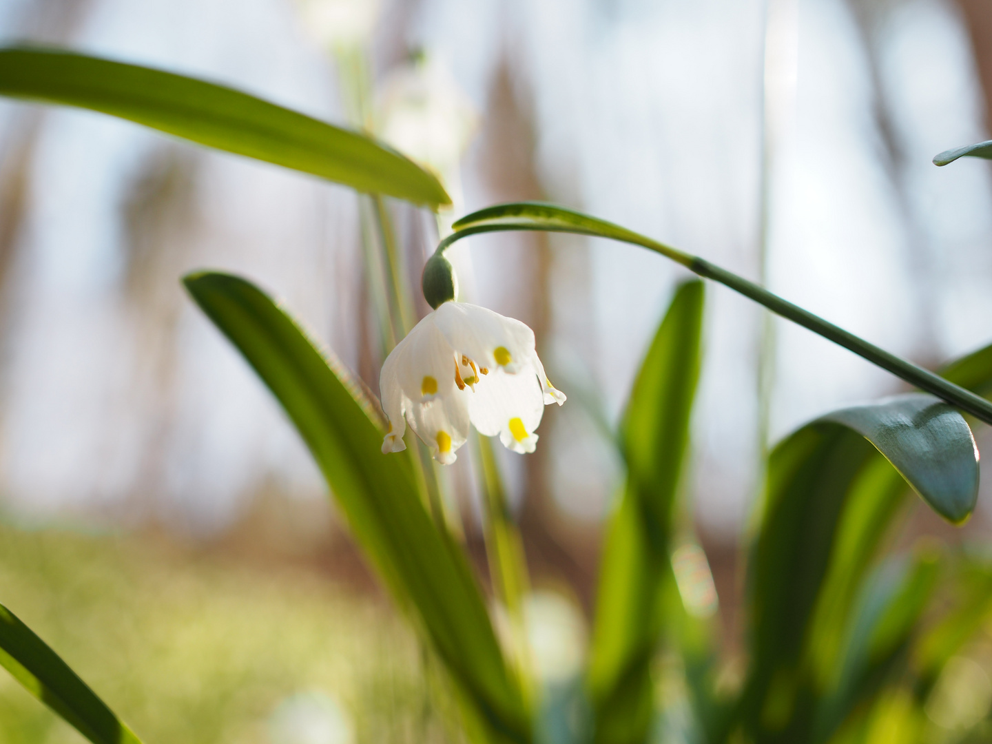 Frühlingsknotenblume im Wald