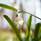 Frühlingsknotenblume im Wald