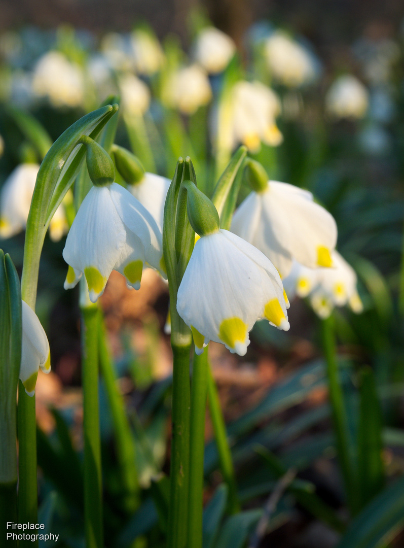 Frühlingsknotenblume in der Au  (2)