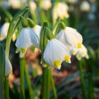 Frühlingsknotenblume in der Au  (2)