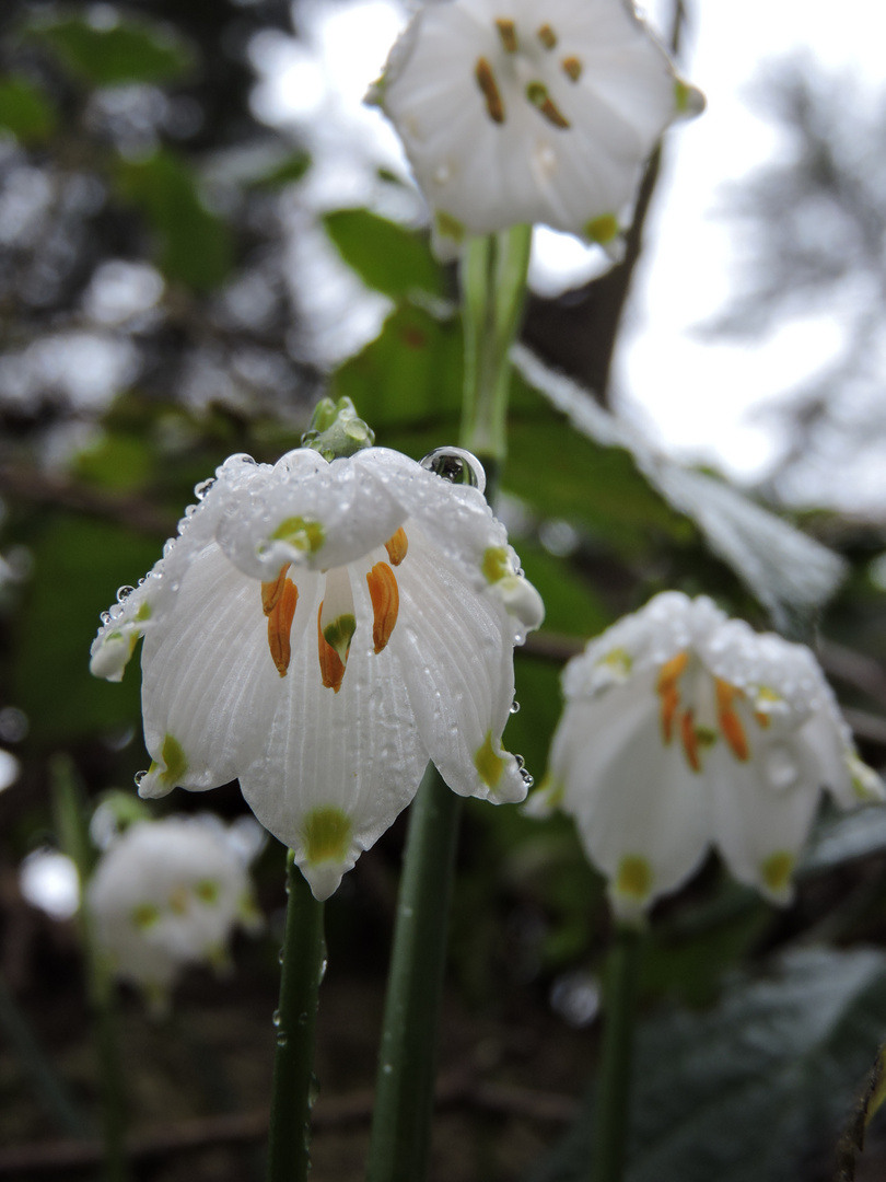 Frühlingsknotenblume (Leucojum vernum)