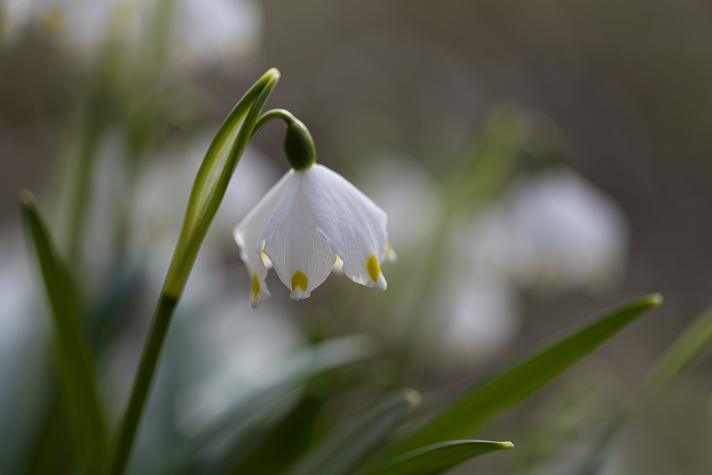 Frühlingsknotenblume, Märzenbecher (Leucojum vernum)