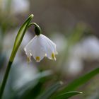 Frühlingsknotenblume, Märzenbecher (Leucojum vernum)