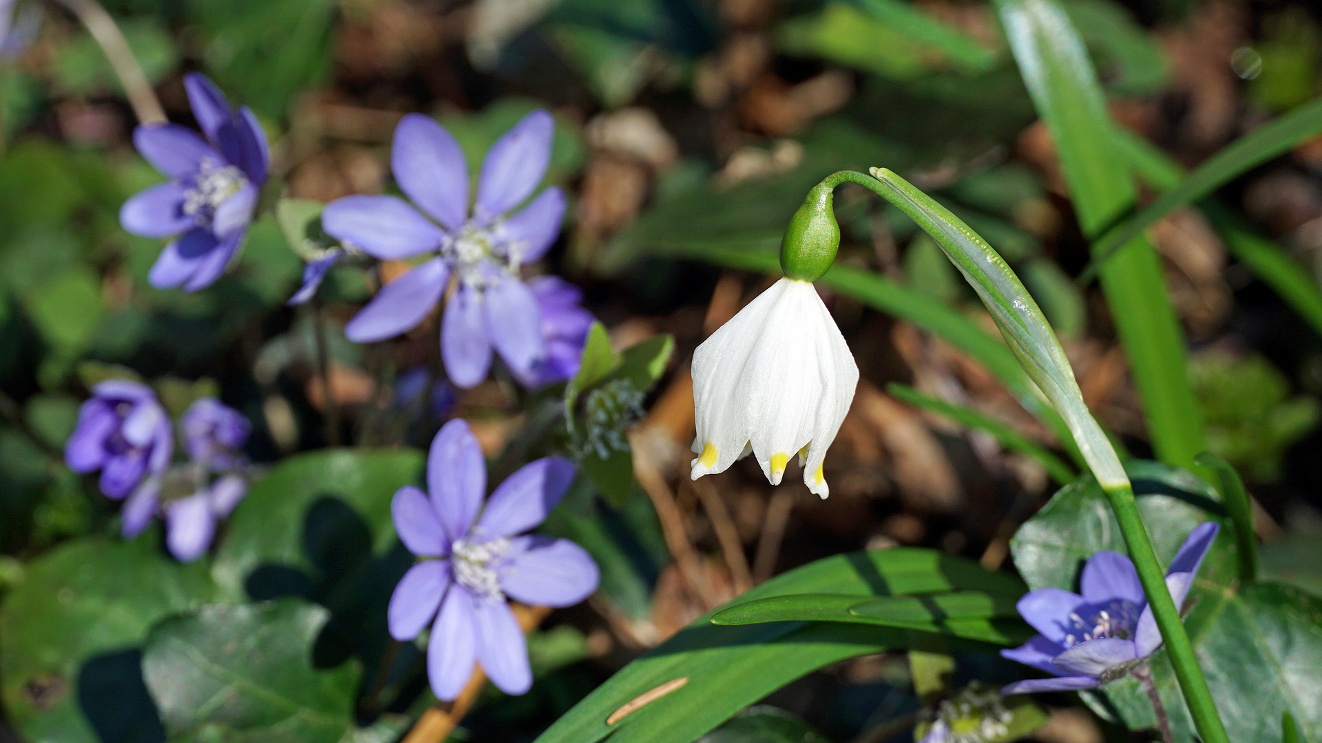 Frühlingsknotenblume mit Leberblümchen