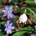 Frühlingsknotenblume mit Leberblümchen