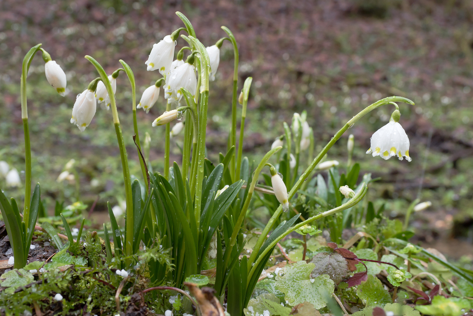 Frühlingsknotenblumen