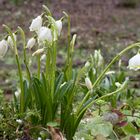 Frühlingsknotenblumen