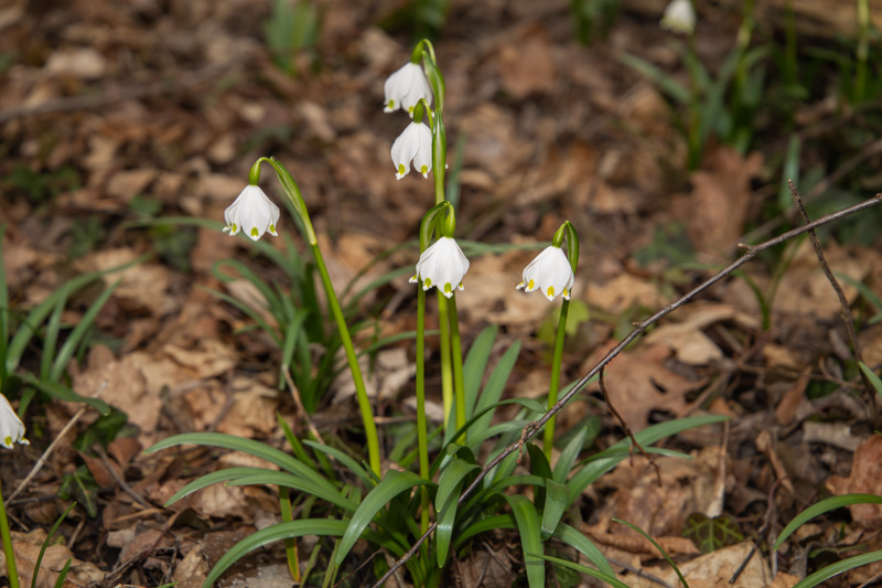 Frühlingsknotenblumen 1