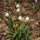 Frühlingsknotenblumen 1