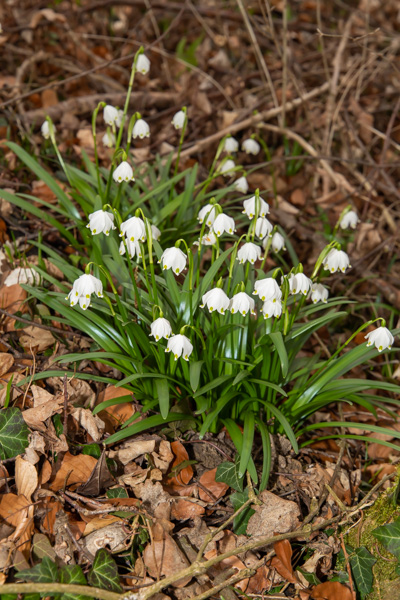 Frühlingsknotenblumen 2