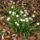 Frühlingsknotenblumen 2