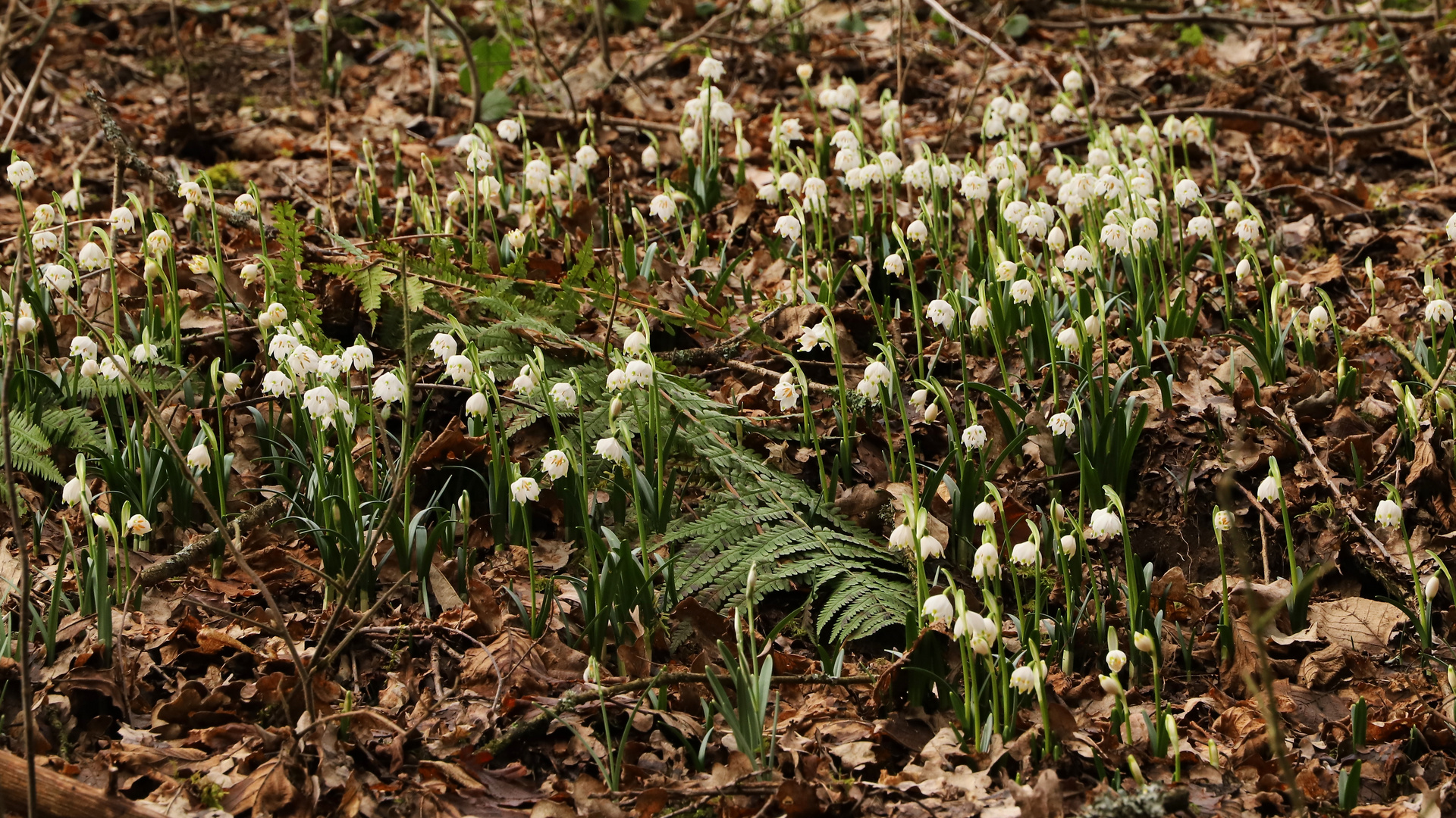 Frühlingsknotenblumen (2020_02_16_8151_ji)