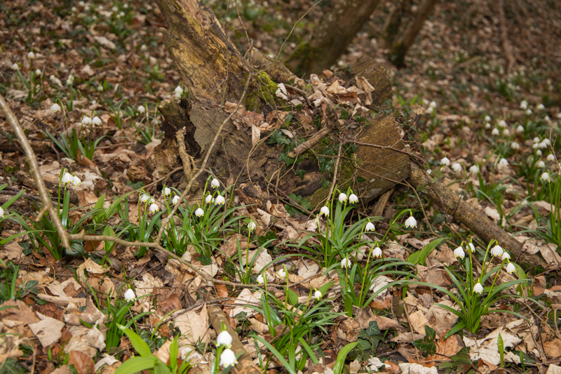 Frühlingsknotenblumen 3