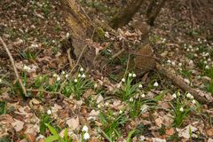 Frühlingsknotenblumen 3