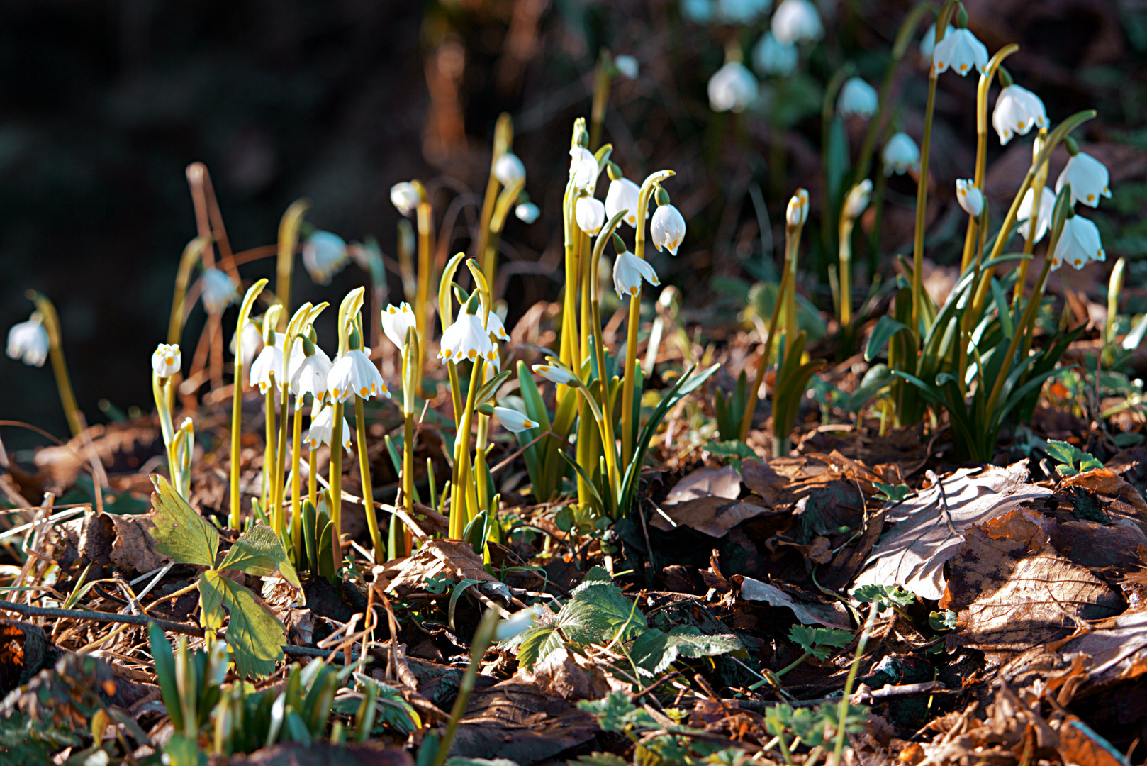 Frühlingsknotenblumen