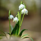 Frühlingsknotenblumen