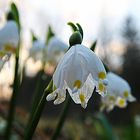 Frühlingsknotenblumen