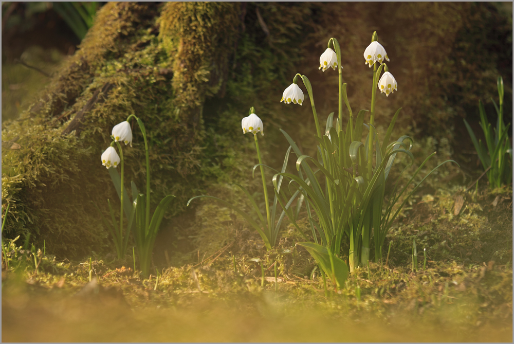 Frühlingsknotenblumen