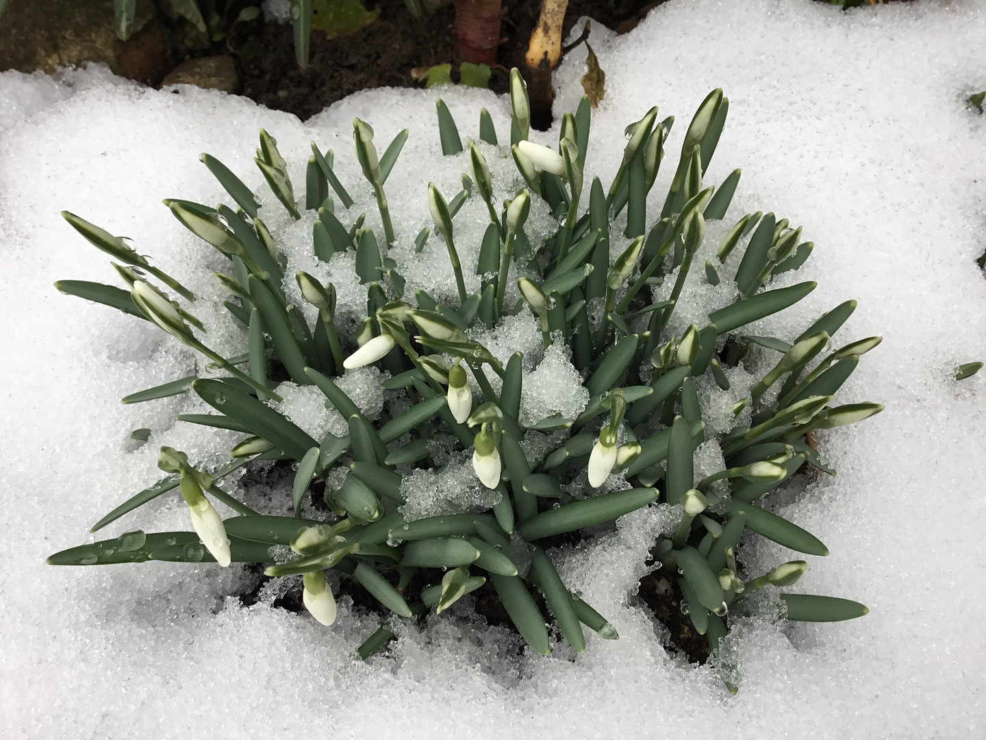 Frühlingsknotenblumen