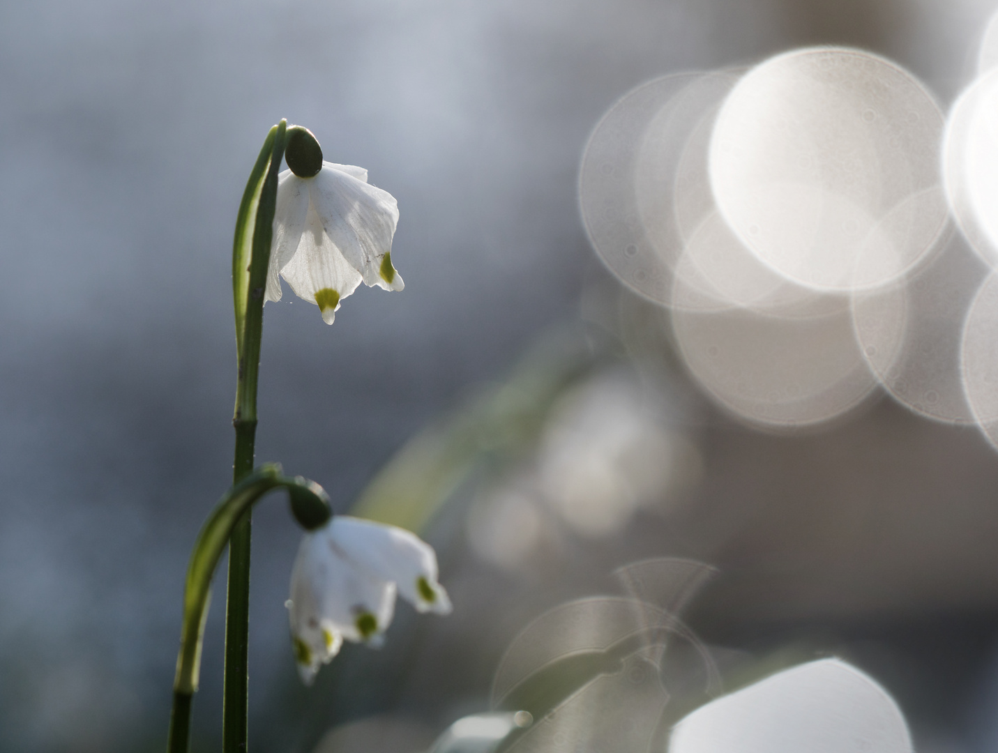 Frühlingsknotenblumen