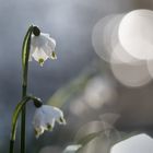 Frühlingsknotenblumen